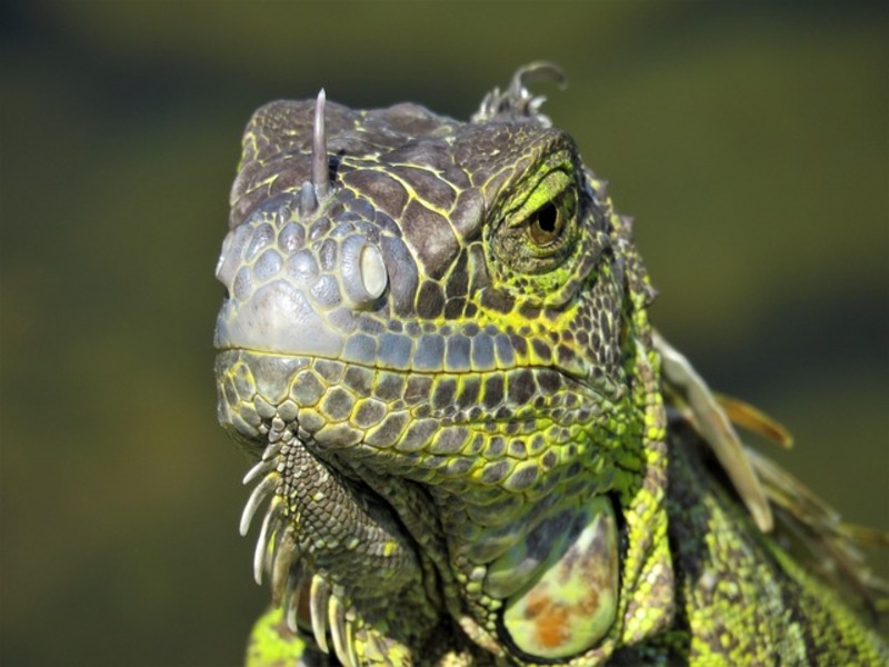 A green iguana perched on a branch